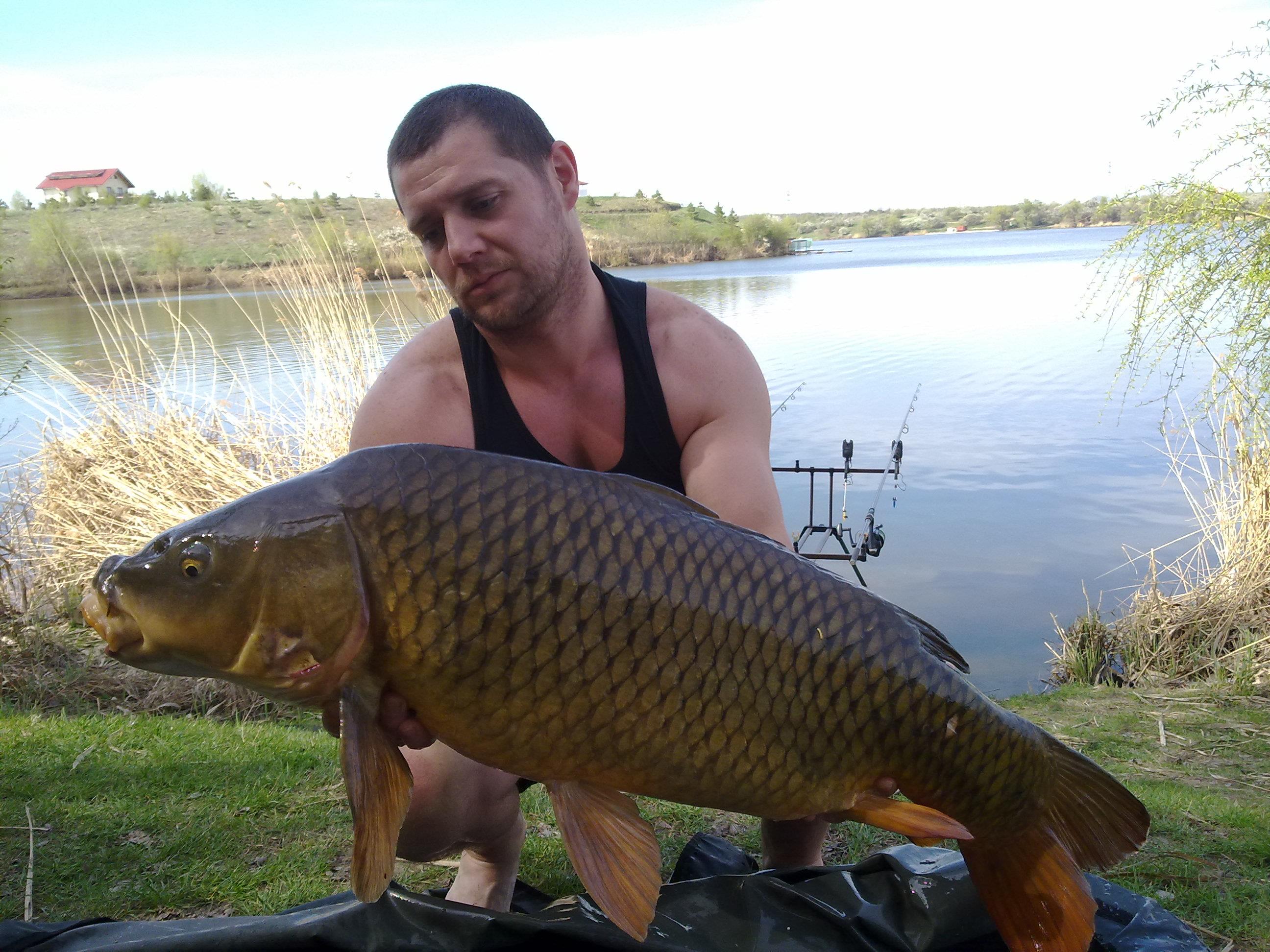 2012 - tancabesti - vernescu